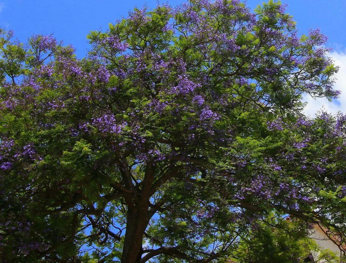 Quinta Araucaria Funchal Apartment Funchal